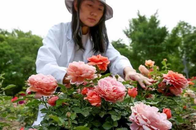 北京市园科院的工作人员对月季进行筛选