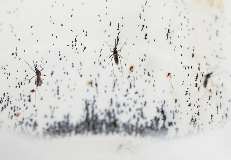 世界蚊子计划工厂生产的蚊子感染了细菌，可以防止它们传播登革热等病毒